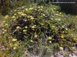 Leucospermum cordifolium 'Yellow Bird' - blooming